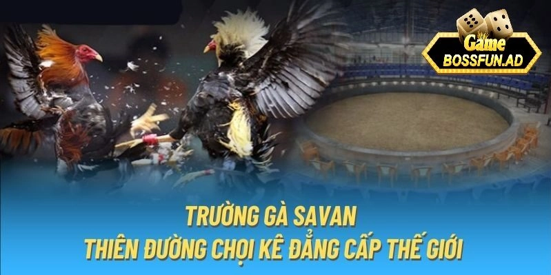 Trường gà savan tại bossfun